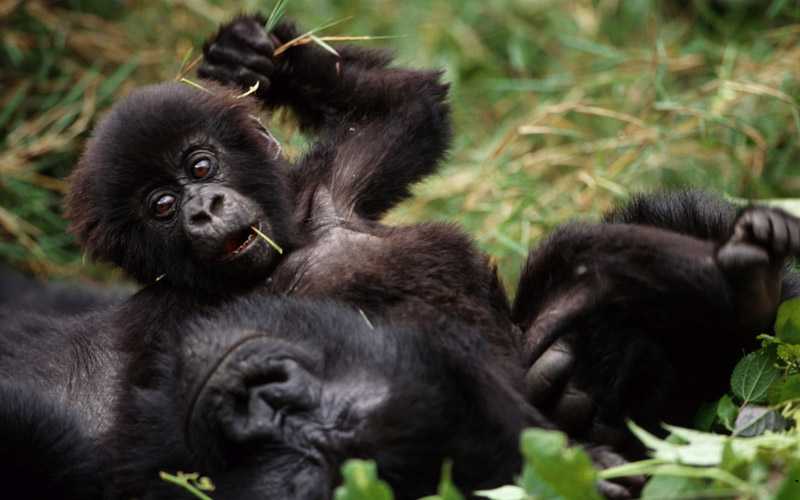 Baby Gorilla with mother in Uganda
