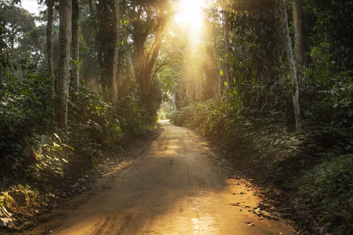 Bwindi in Uganda