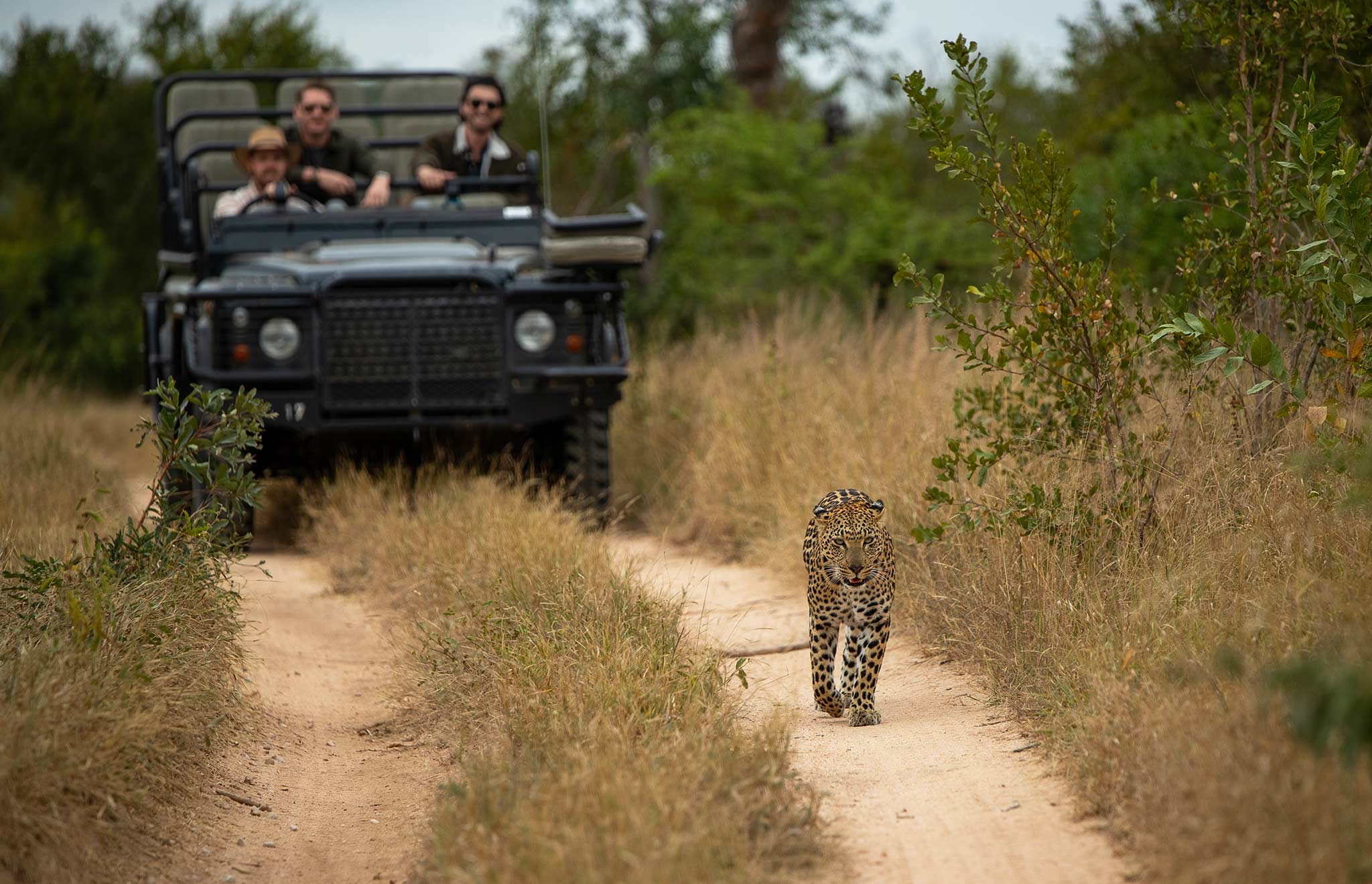 Experiencing the Big 5 like the leopard at Londolozi 