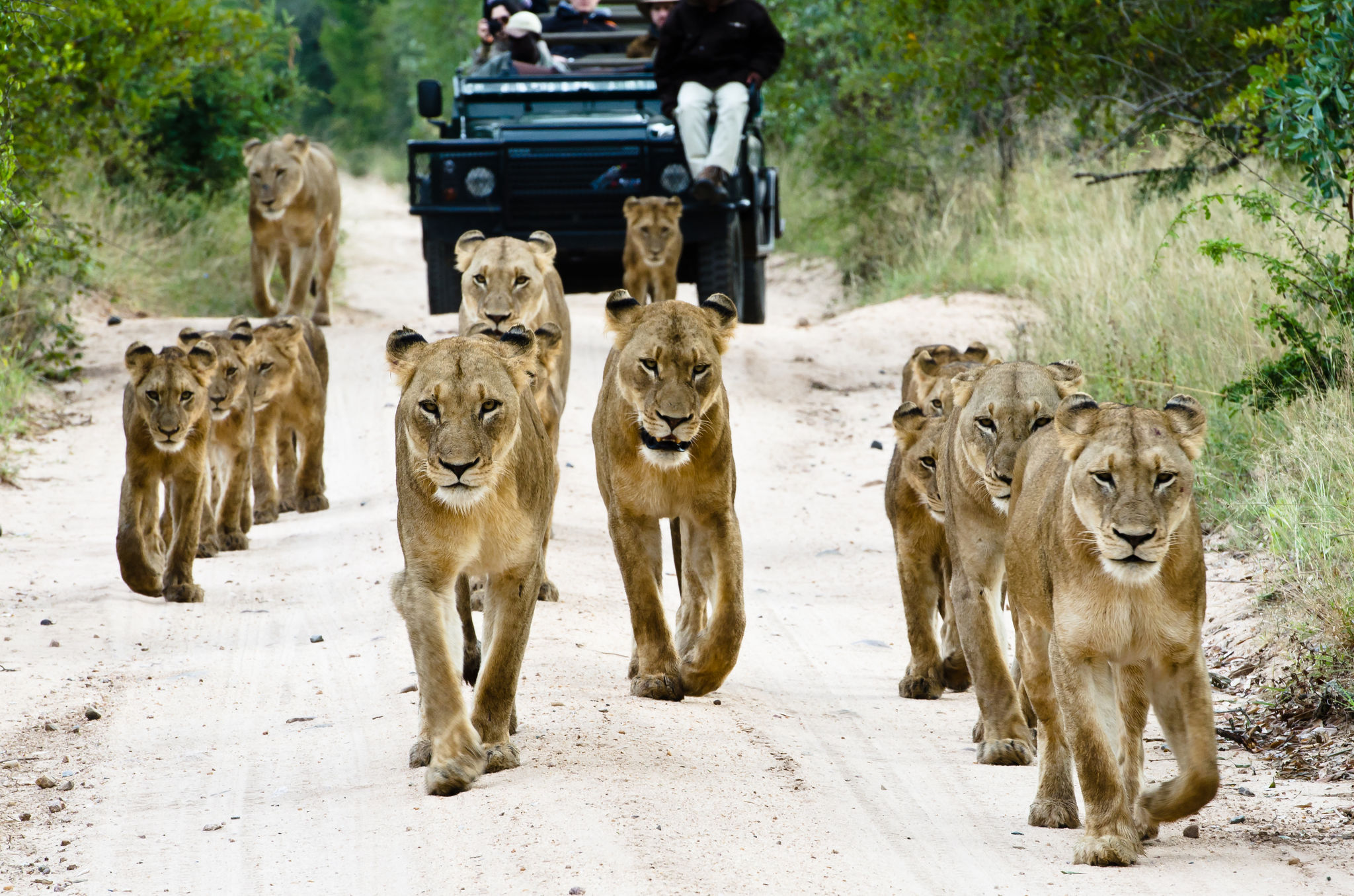 sabi sabi bush lodge safari kruger