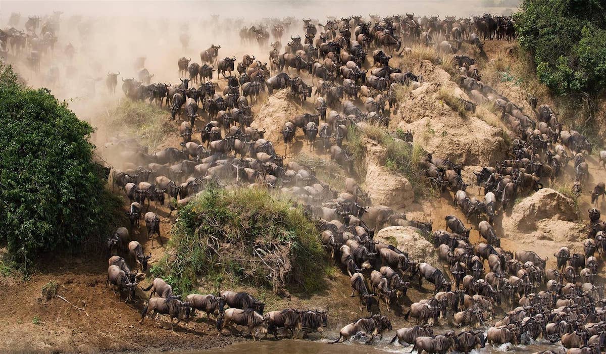 A Great Migration river-crossing