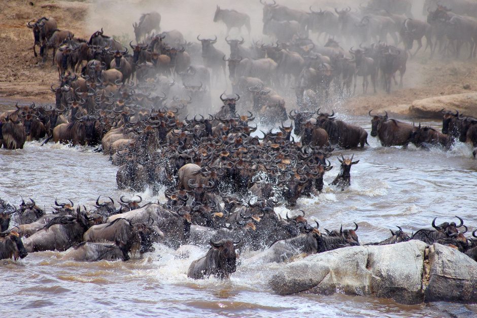 Great migration river crossing in the Masai Mara