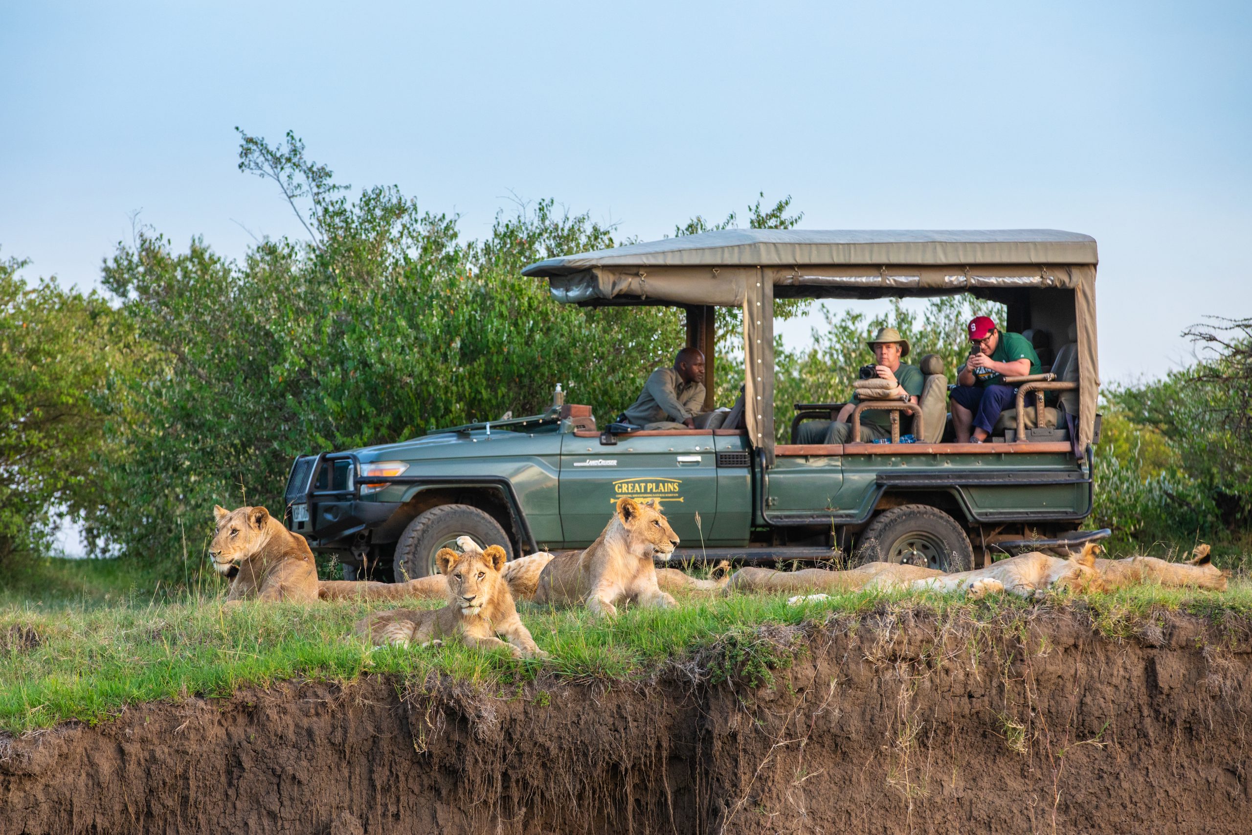 A lion safari in the Maasai Mara 